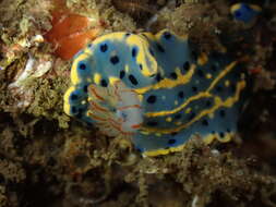 Image de Hypselodoris festiva (A. Adams 1861)