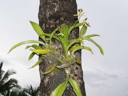 Слика од Prosthechea cochleata (L.) W. E. Higgins