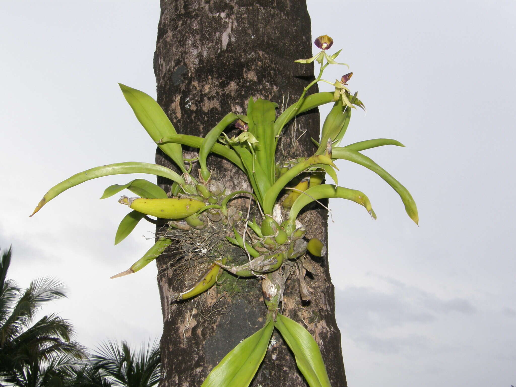 Слика од Prosthechea cochleata (L.) W. E. Higgins