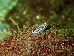 Image de Hypselodoris maritima (Baba 1949)