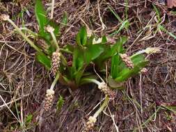 Plantago macrocarpa Cham. & Schltdl. resmi