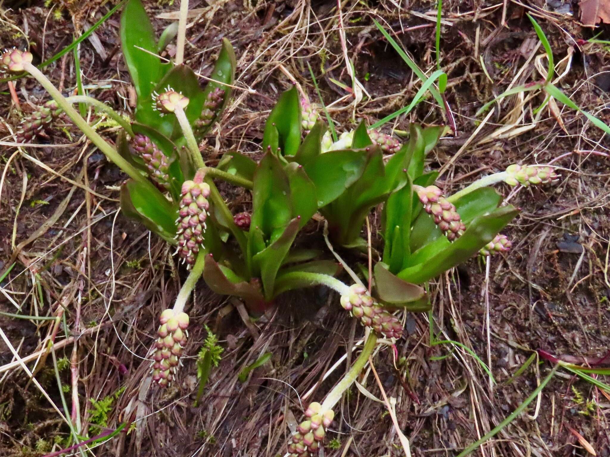 Plantago macrocarpa Cham. & Schltdl. resmi