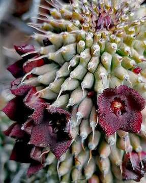 Ceropegia pilifera subsp. pilifera的圖片