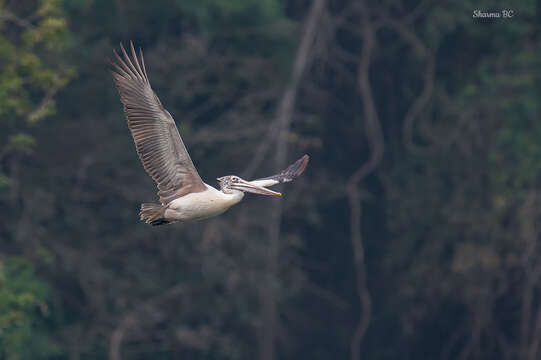 Image of Grey Pelican