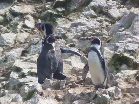 Image of Humboldt Penguin