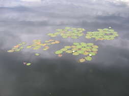 Image de Nymphaea tetragona Georgi