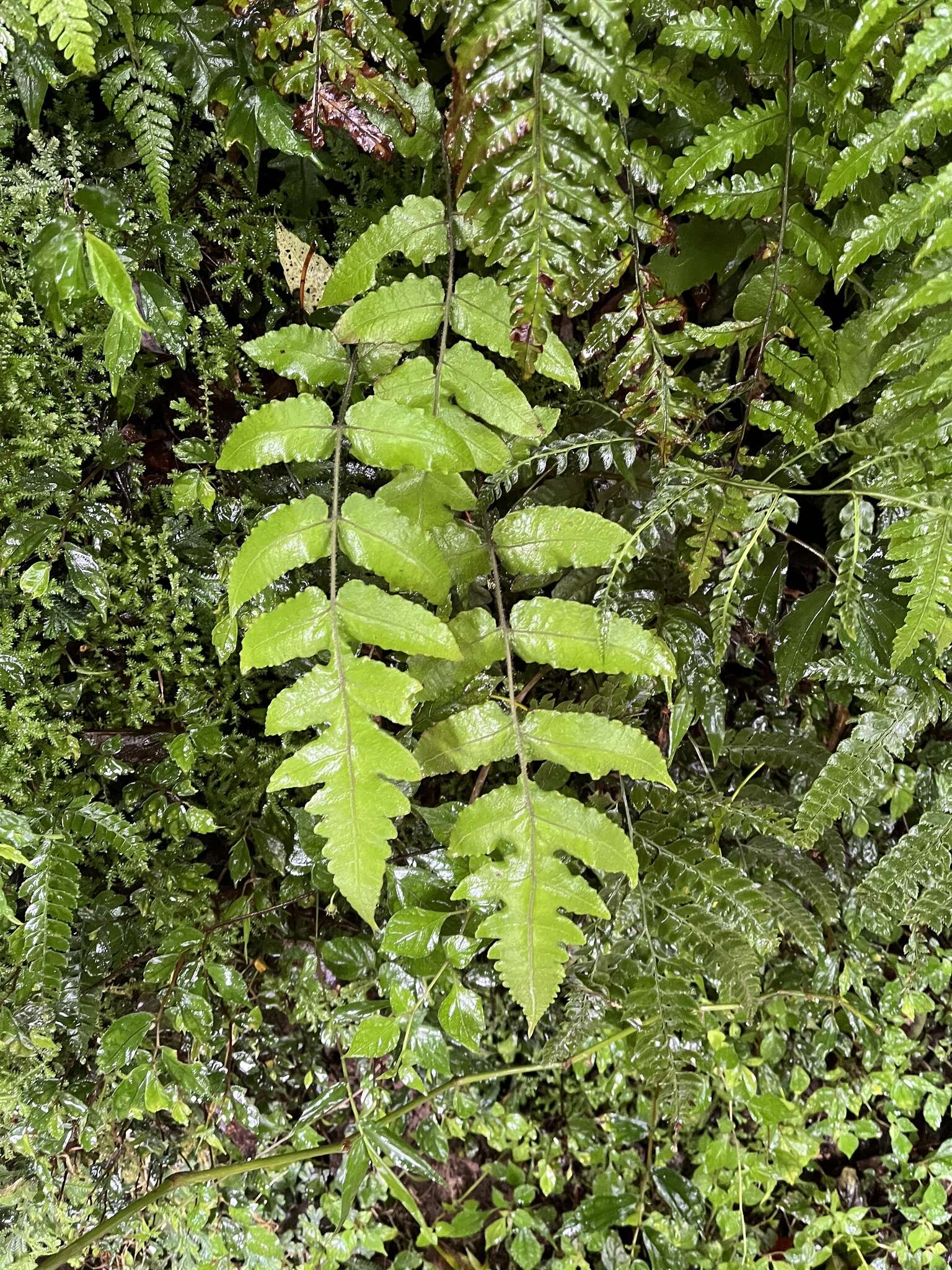 Image of Stegnogramma griffithii (T. Moore) Iwatsuki