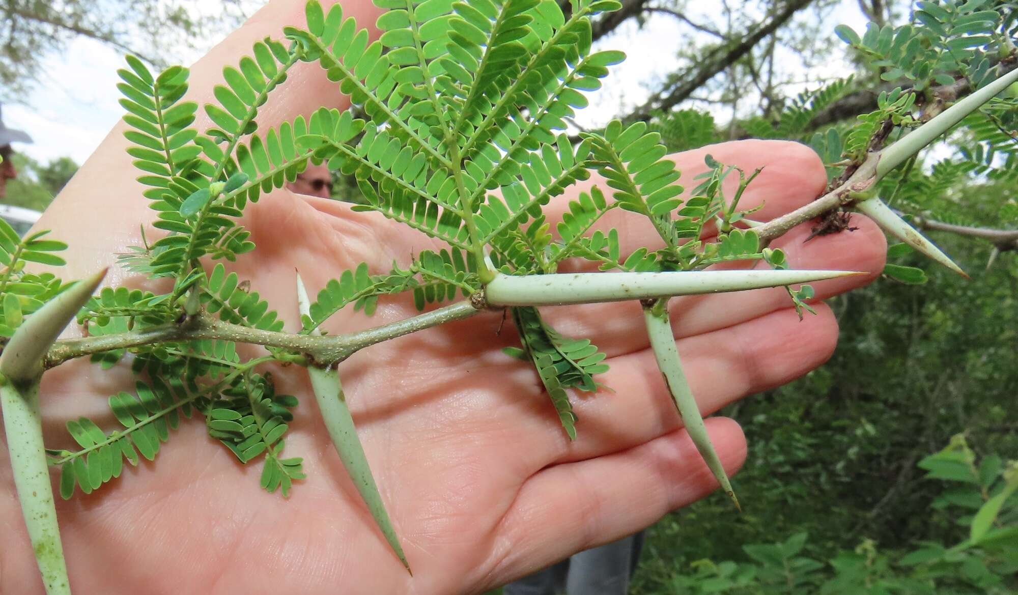 Vachellia grandicornuta (Gerstner) Seigler & Ebinger resmi