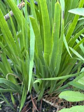 Image de Juncus oxymeris Engelm.