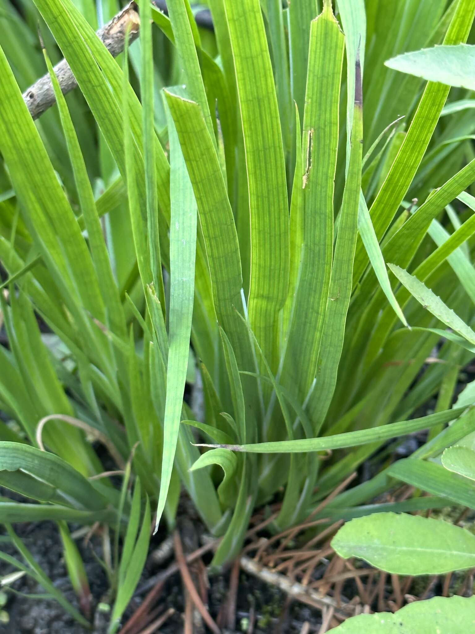 Image of Pointed Rush