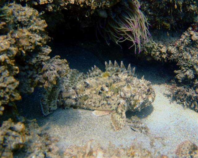 Image of Black Scorpion-fish