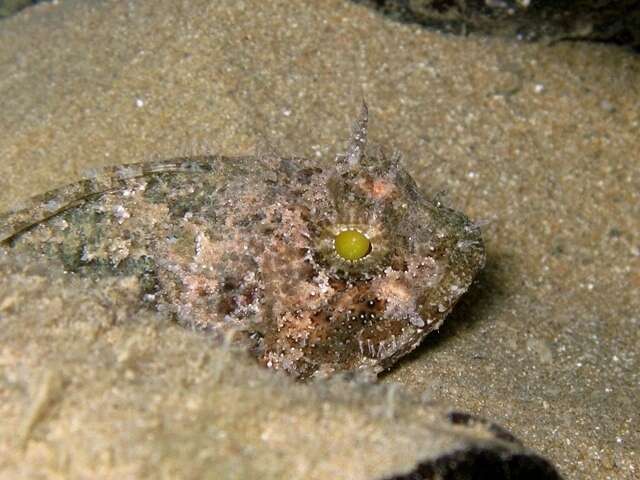 Image of Black Scorpion-fish