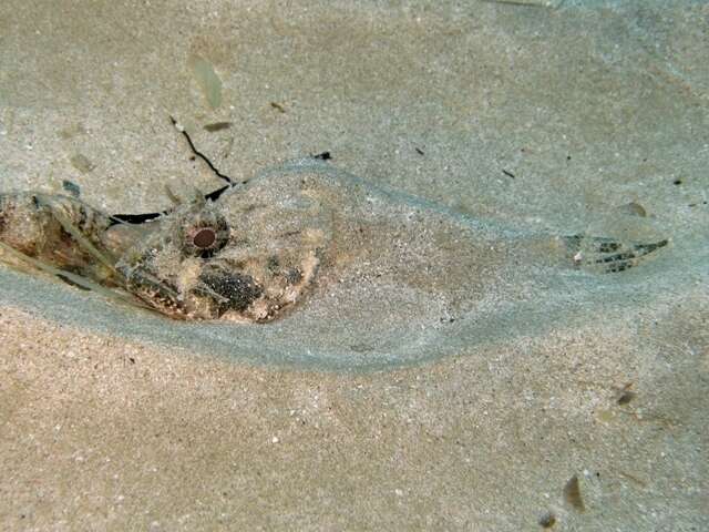 Image of Black Scorpion-fish