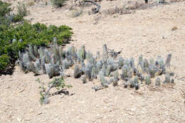 Image of Corryocactus tarijensis Cárdenas