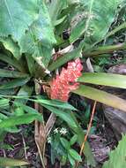 Image of Aechmea hoppii (Harms) L. B. Sm.