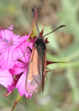 Image of Zygaena brizae Esper 1797