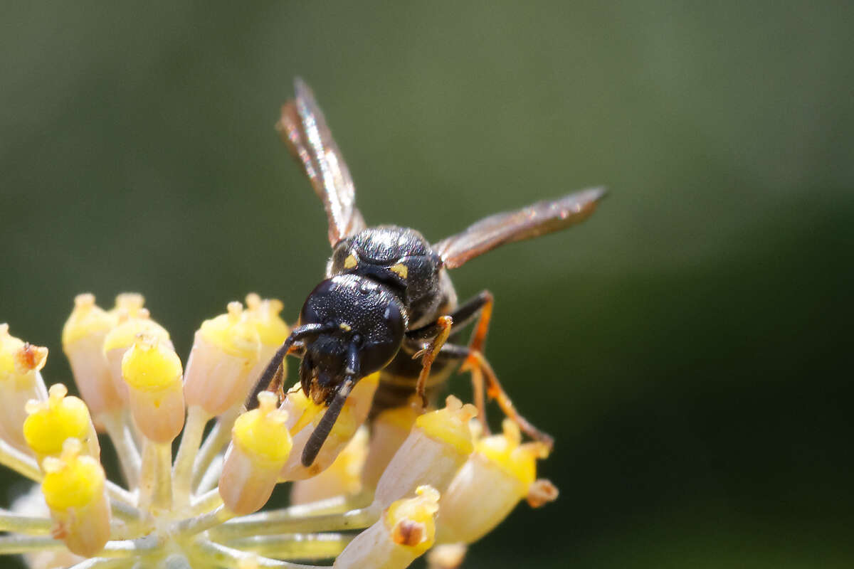 Image of Symmorphus bifasciatus (Linnaeus 1761)