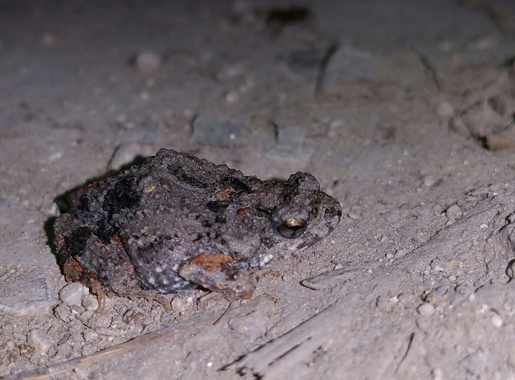 Image of Tungara Frog