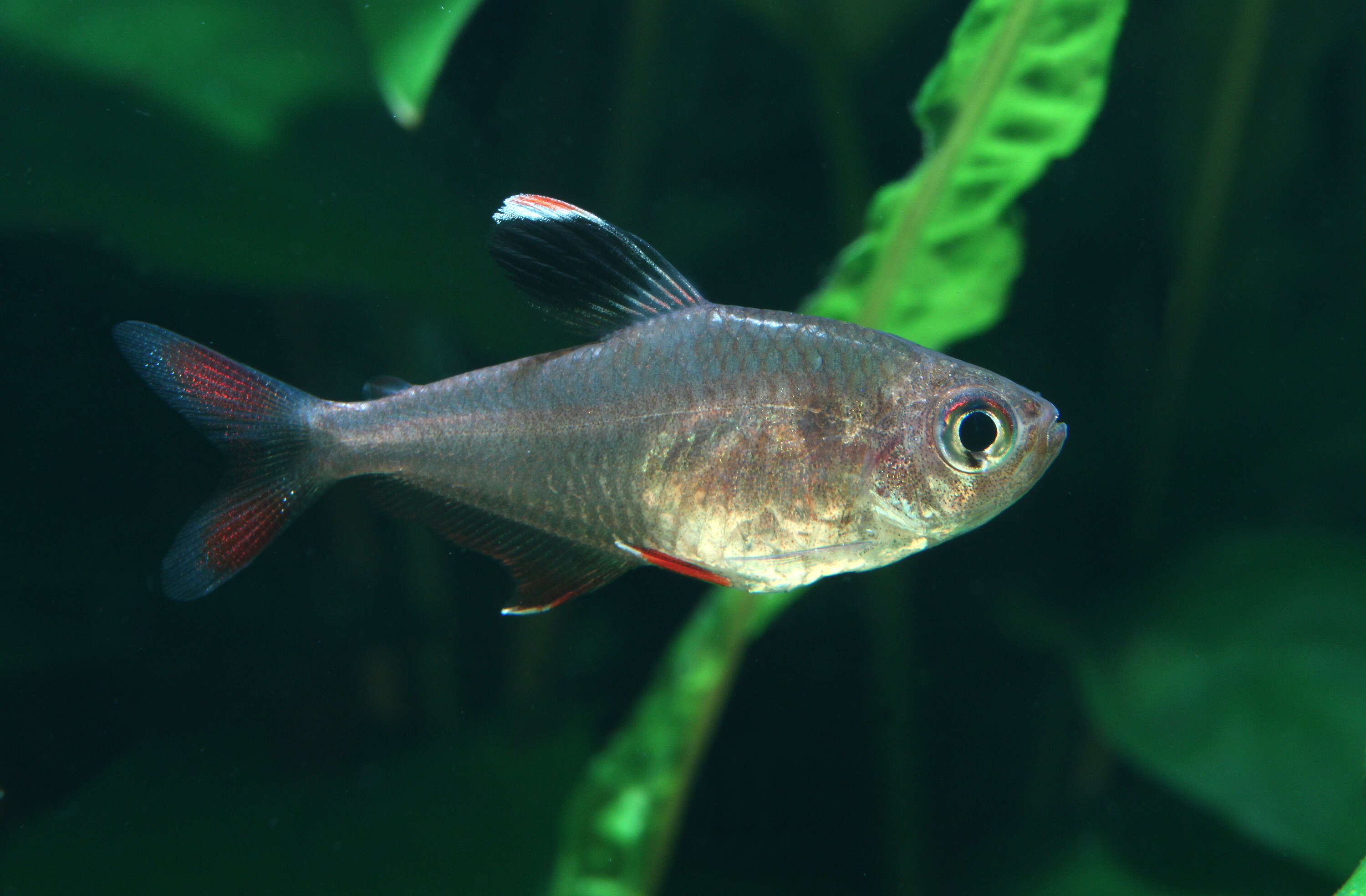 Image of Ornate Tetra