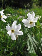 Image of Pheasant's-eye narcissus