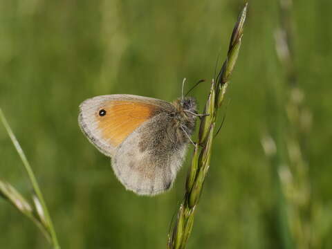 Image of small heath