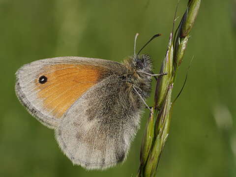 Image of small heath