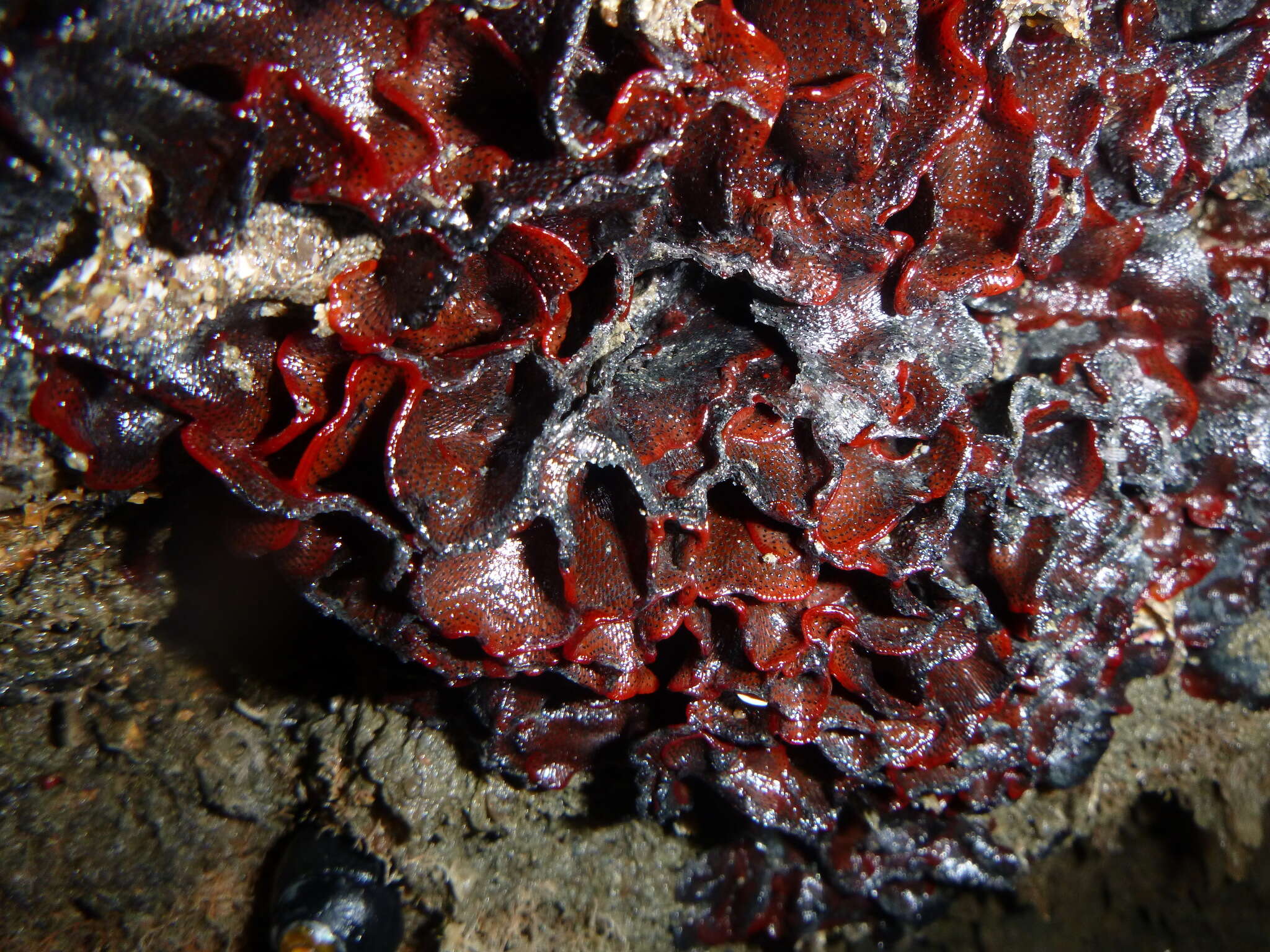 Image of Marine bryozoan