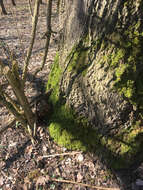 Image of rough-stalked feather-moss