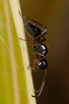 Image of Polyrhachis pilosa Donisthorpe 1938