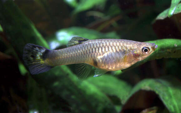 Image of guppy