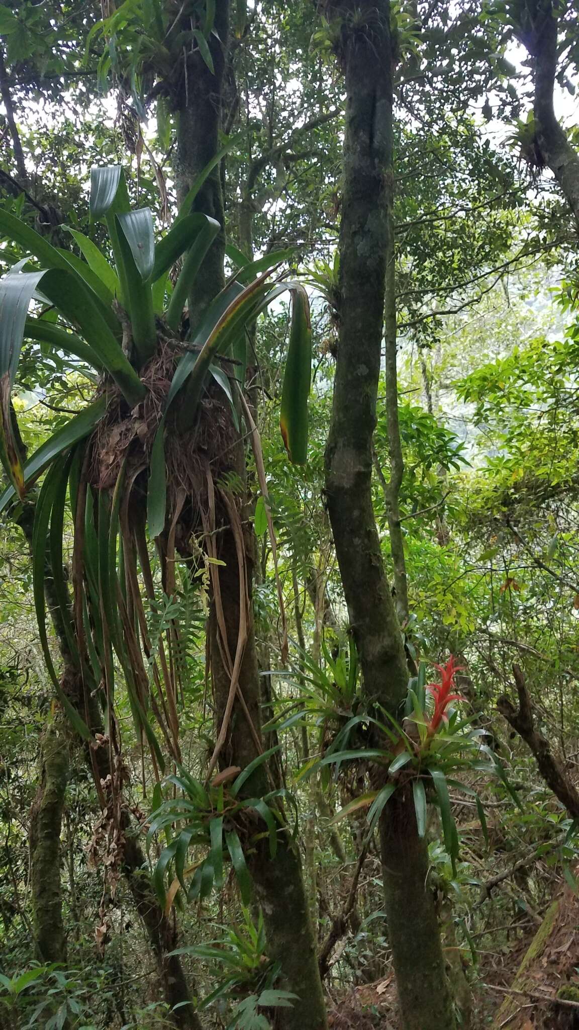 Image of Tillandsia imperialis É. Morren ex Roezl