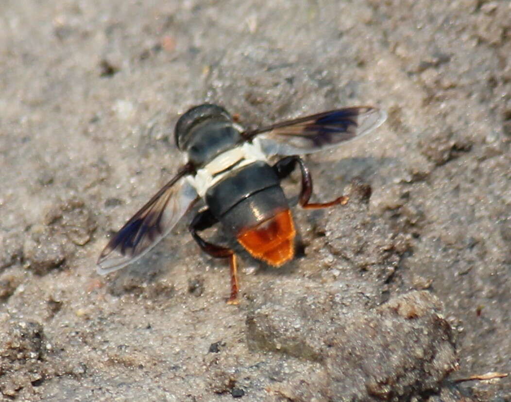 Image of Senaspis haemorrhoa (Gerstaecker 1871)