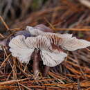 Image of Mycena vinacea Cleland 1931