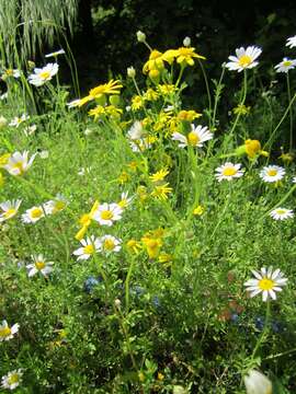 Image of eastern groundsel