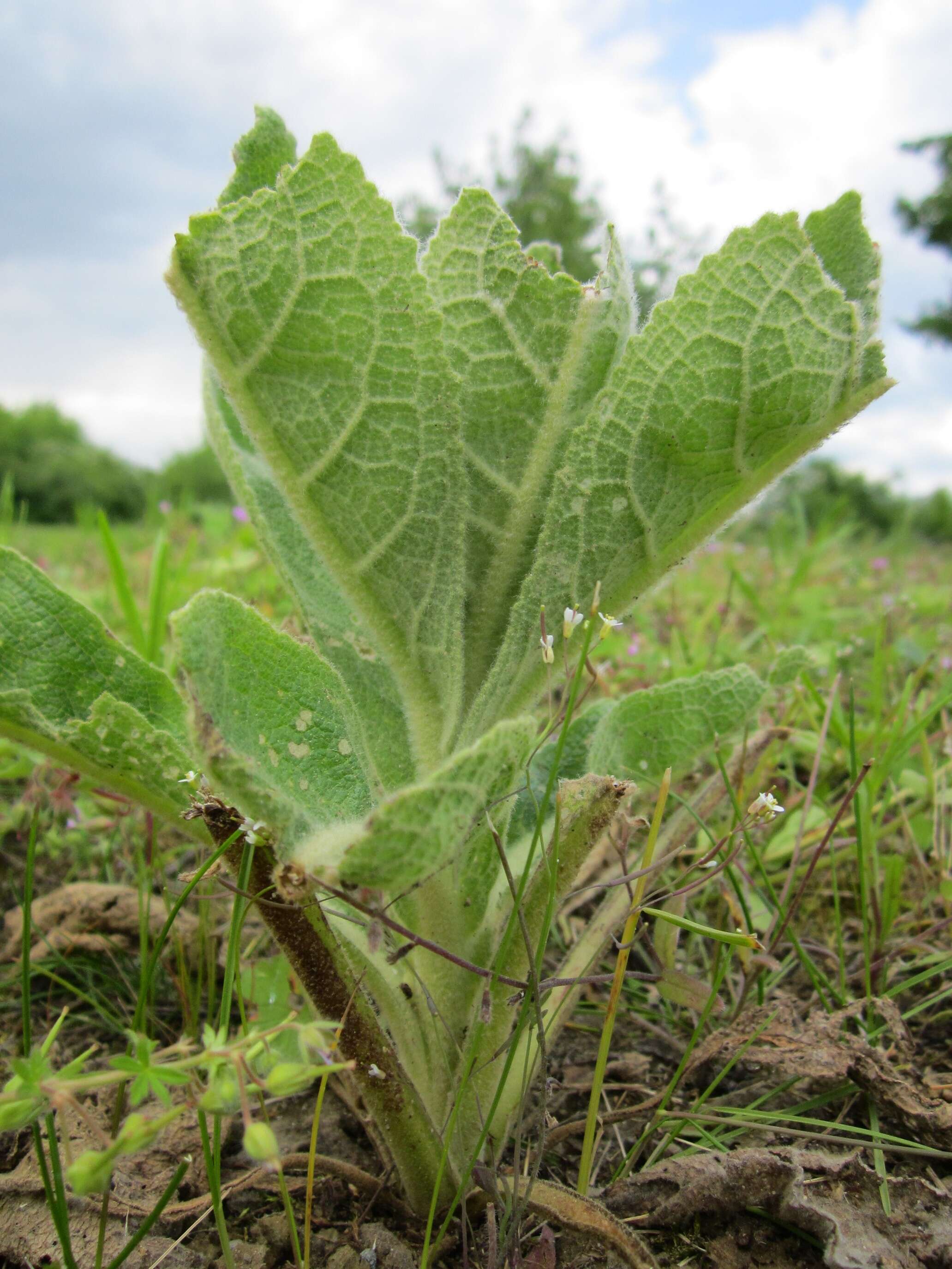 Image of Great Mullein