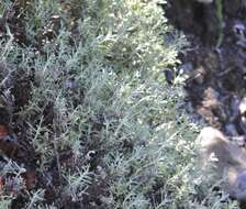 Image of coastal sagebrush