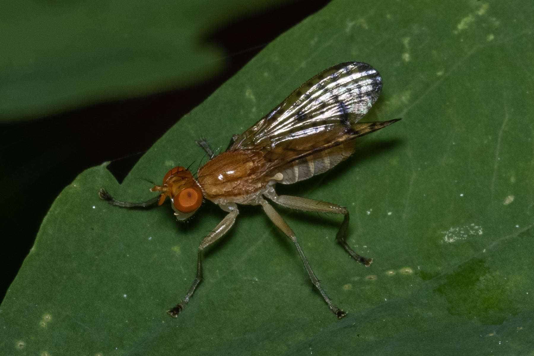 Image of Tetanocera valida Loew 1862