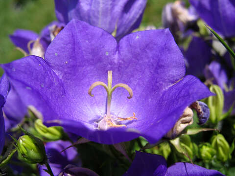 Image of tussock bellflower