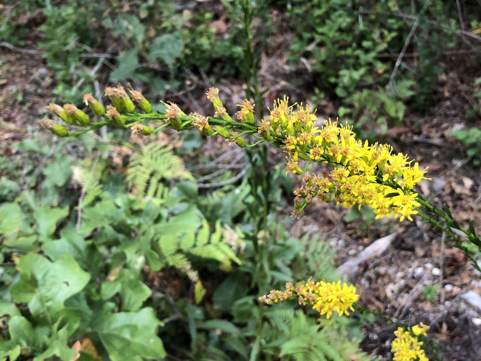 Image of wand goldenrod