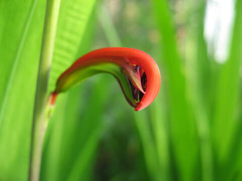 Image of Chasmanthe bicolor (Gasp.) N. E. Br.