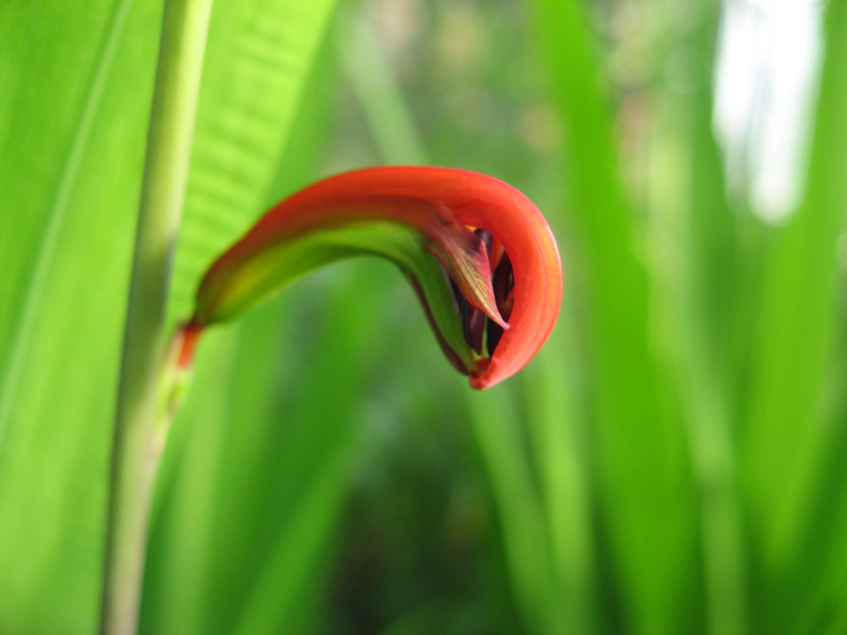 Plancia ëd Chasmanthe bicolor (Gasp.) N. E. Br.