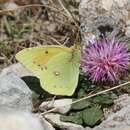 Image of Colias aurorina Herrich-Schäffer (1850)