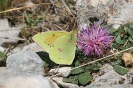 Image of Colias aurorina Herrich-Schäffer (1850)