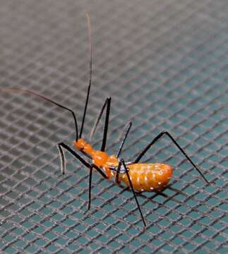 Image of Milkweed Assassin Bug