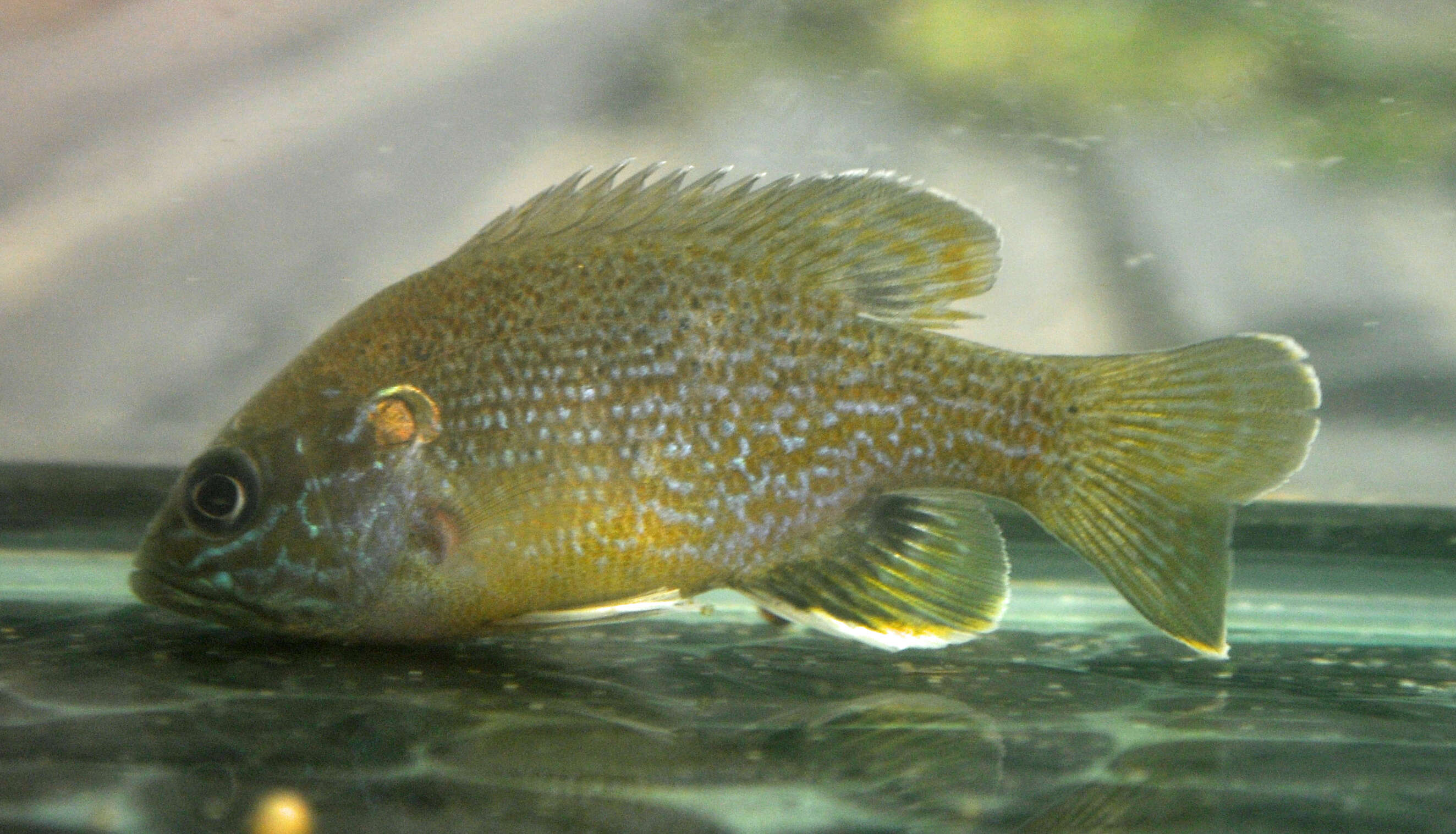 Image of Green Sunfish
