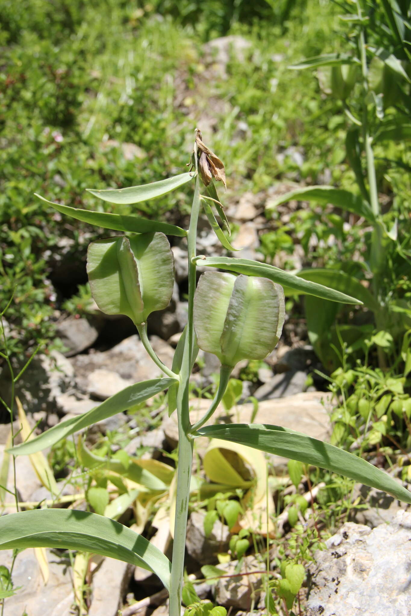 Image of Fritillaria sewerzowii Regel