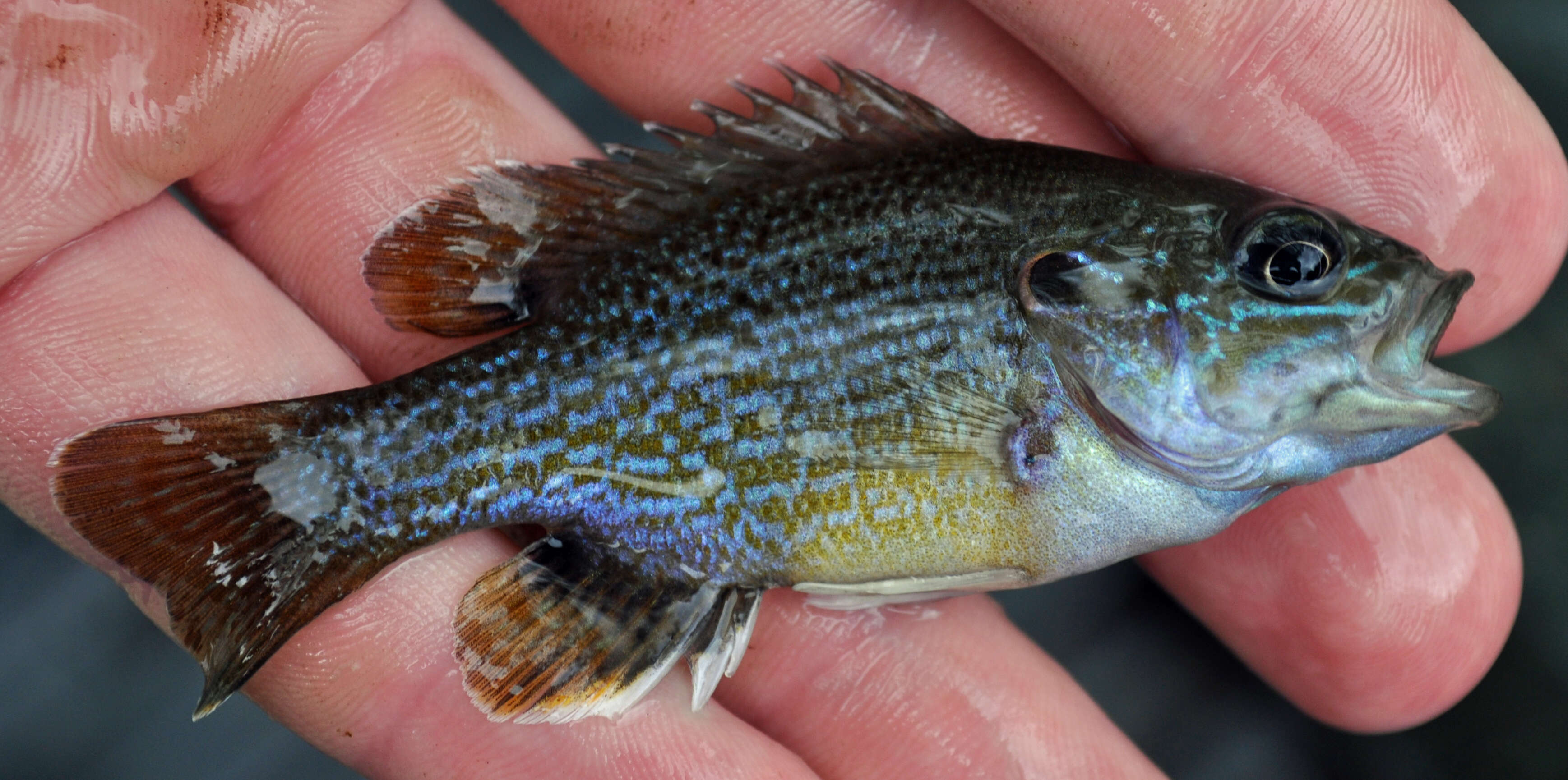 Image of Green Sunfish