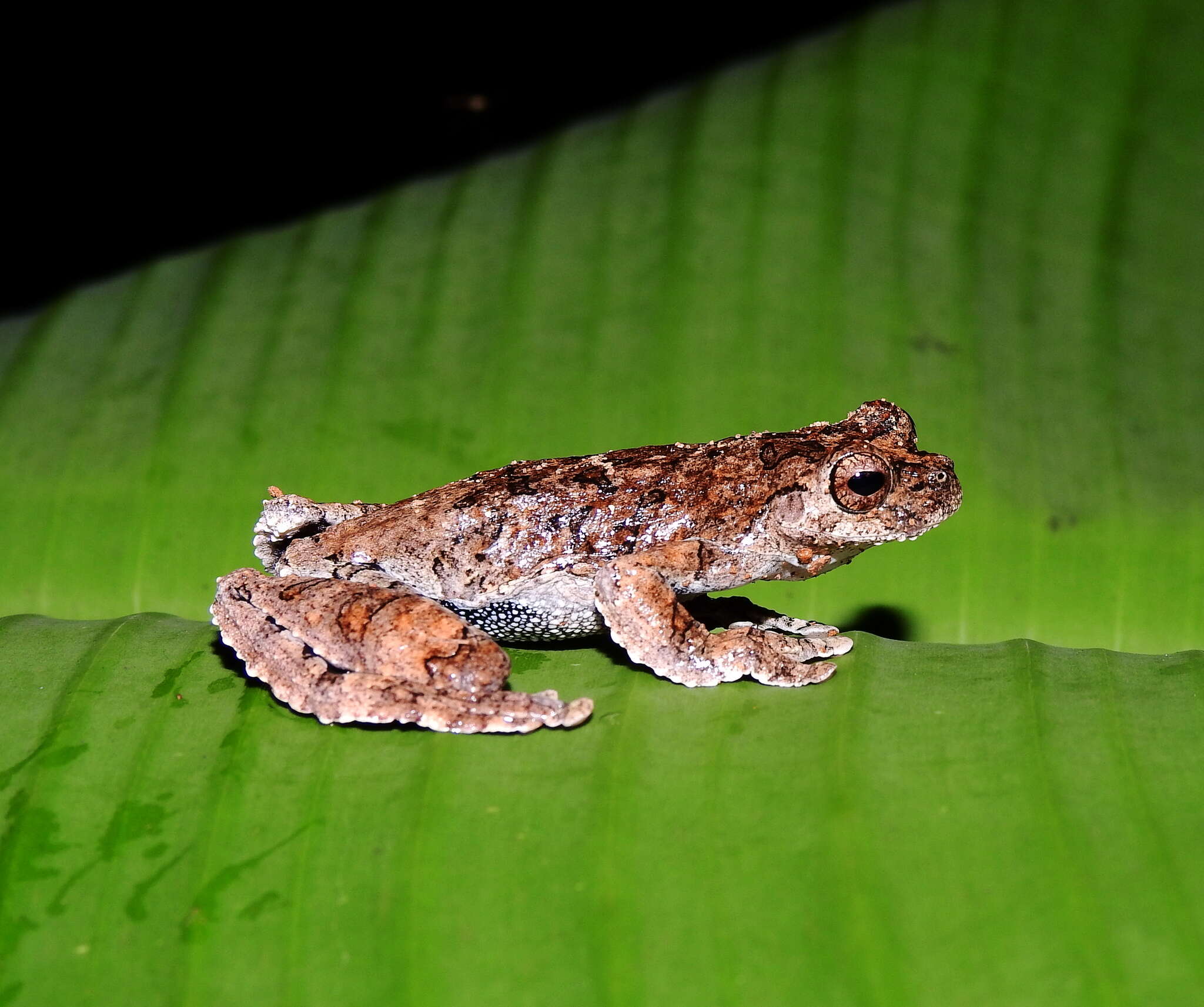 Sivun Dendropsophus melanargyreus (Cope 1887) kuva