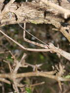 Image of Acanthoxyla inermis Salmon 1955