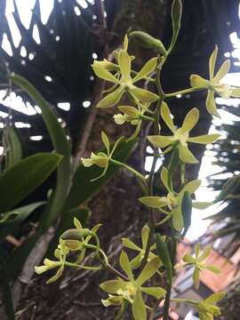 Слика од Encyclia chloroleuca (Hook.) Neumann